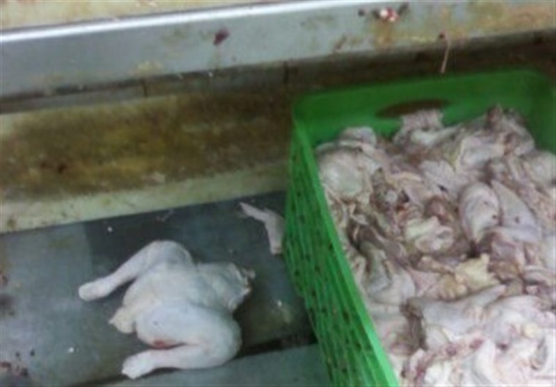 ۲ نفر در ارتباط با قطعه‌بندی مرغ در سرویس بهداشتی دستگیر شدند+عکس