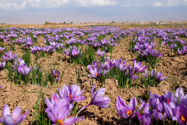 بهترین مناطق کشت زعفران در ایران + تصاویر