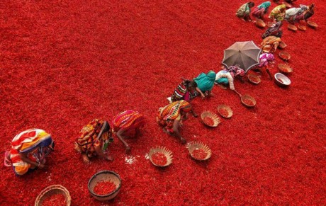 مزرعه زیبای کشت فلفل قرمز در بنگلادش + تصاویر