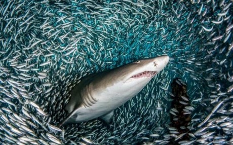 تصاویر خیره کننده محاصره کوسه توسط ماهی ها+عکس