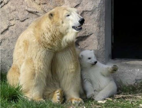 رابطه زیبای مادر و فرزندی در دنیای حیوانات +عکس