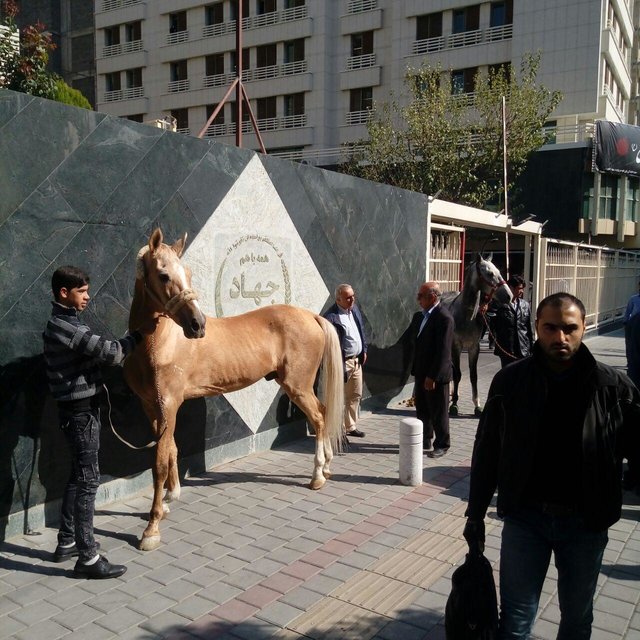 اعتراض اسبی به وزارت جهاد کشاورزی!