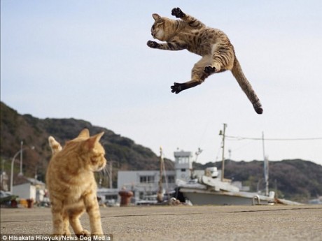 گربه های کنگ فو کار!+عکس