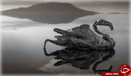 دریاچه های مرگ ! + تصاویر