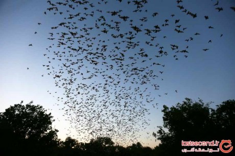 برای دیدن دسته بزرگ خفاش ها به اینجا سفر کنید+عکس