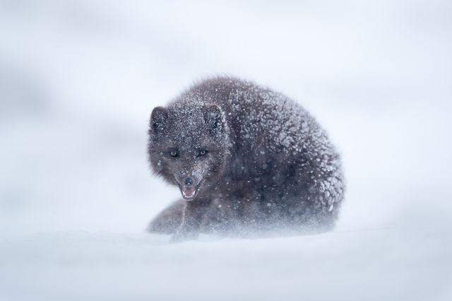 روباه نادر سفید در عکس روز نشنال جئوگرافی