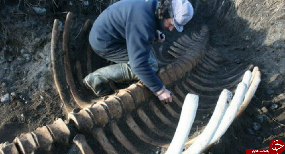 کشف لاشه ۵ متری یک جانور دریایی عجیب در روسیه+ تصاویر