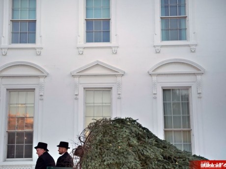 درخت کریسمس در کاخ سفید +تصاویر
