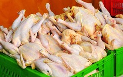 علت افزایش قیمت مرغ و تدابیر دولت