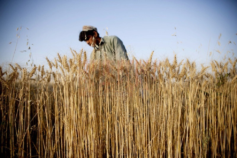 منتظر قاچاق گندم به افغانستان باشید