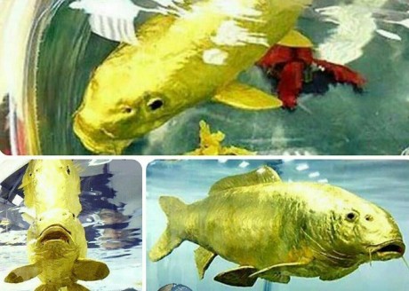 ماهی زنده ای از جنس طلا 24 عیار+ عکس