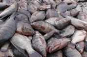 تولید تیلاپیا بهانه‌ای برای واردات /چین بازار پرورش ماهیان خاویاری را از چنگ ایران ربود