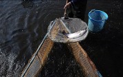 نروژ خواستار صادرات ماهی سالمون به ایران شد