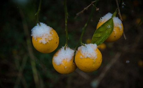 خسارت دیدن باغات مرکبات مازندران از بارش برف پاییزی+تصاویر