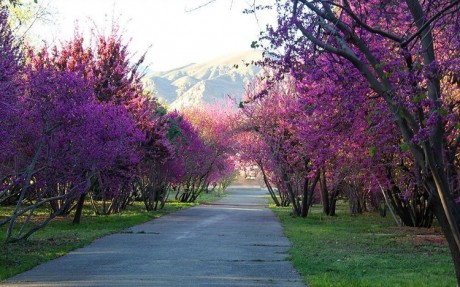 بهار در باغ گیاه شناسی تهران +تصاویر