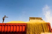 واردات گندم ممنوعه افزایش یافت