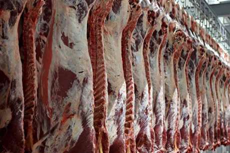بازار گوشت قرمز در مشت دلالان است/ عرضه ۲۰ هزار تن گوشت برای تنظیم بازار+فیلم