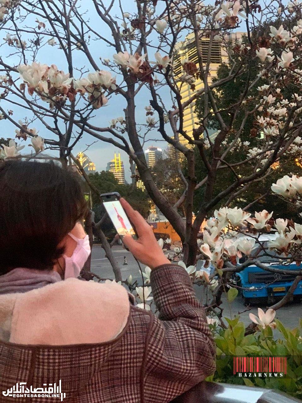 شانگهای در قرنطینه در آستانه فصل بهار +عکس