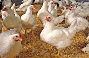 پشتیبانی نمایندگان مجلس از تولید مرغ آرین ایرانی