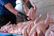 ذخایر مرغ منجمد ۱۵ هزارتومانی آزاد می‌شود