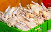 ۵۰ هزار تُن گوشت مرغ وارد کشور می‌شود