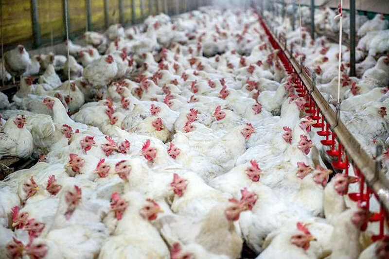 خسارت دوهزار میلیارد تومانی مصوبه ستاد تنظیم بازار به مرغداران