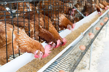 بررسی علل نوسانات قیمت مرغ در روزهای اخیر + فیلم
