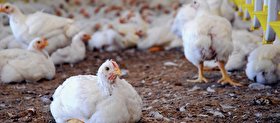 وزارت صمت برنامه ریزی لازم برای توزیع مرغ ندارد