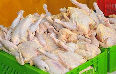 ‏قیمت مرغ کاهش می‌یابد؛ اگر دولت بگذارد