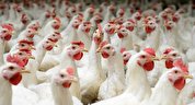 اختصاصی بازارنیوز| تکذیب پروار بندی مرغ گوشتی با استفاده از تریاک از سوی اتحادیه/ خبر برای ۲ سال ونیم پیش است