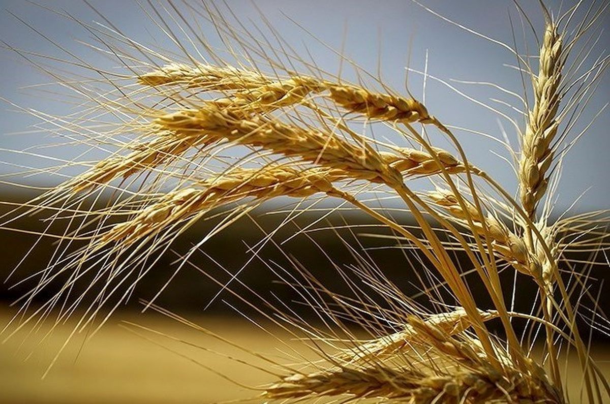 واردات گندم ۹۲ درصد افزایش یافت