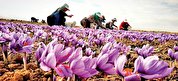 صادرکنندگان در کنج عزلت/ قاچاقچیان، صادرات زعفران را در اختیار گرفتند