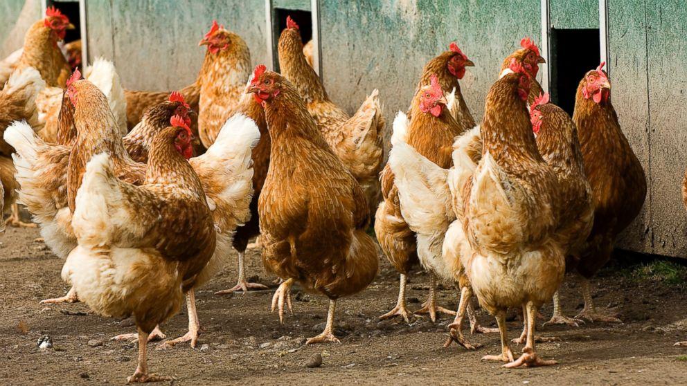 ۳۰ تا ۵۰ درصد مرغ اجداد کشور آرین است/ خطر تحریم‌های آمریکا برای تولید مرغ