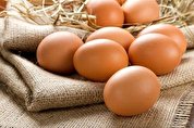 تخم مرغ در سوئد نایاب شد/ افزایش قیمت نهاده دامی، عامل اصلی کمبود