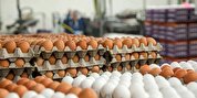 مشکل صادرات تخم مرغ ایران در مرزها حل شد