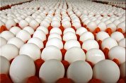 وزارت کشاورزی تخم‌مرغ‌های مازاد را می‌خرد
