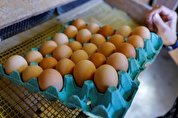 راهکار فرانسه برای مقابله با افزایش قیمت تخم‌مرغ