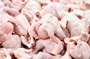 کاهش جوجه‌ریزی، دلیل اصلی کمبود این روز‌های بازار مرغ/ واردات ۵۰ هزارتنی میسر نیست