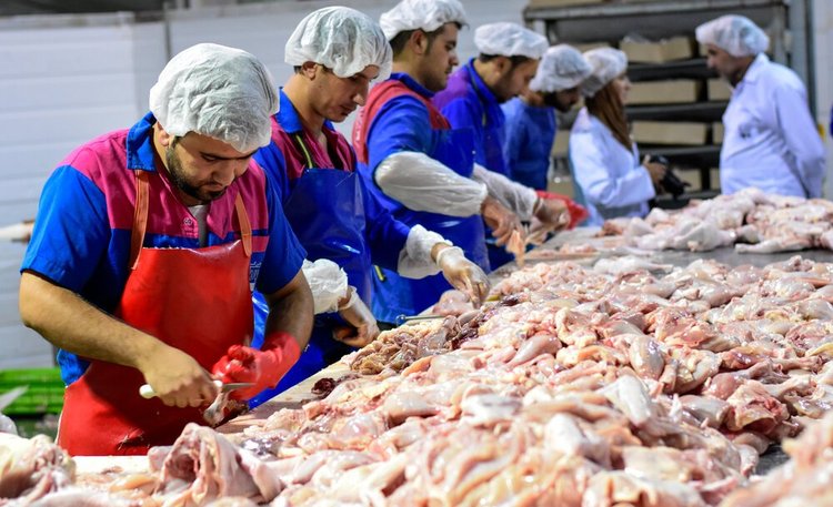 رد ادعای بی‌اساس در خصوص مرغ آرین/ کشتارگاه‌ها در ایران «خوش‌بحالشان» است