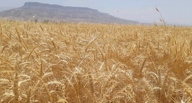 شورای قیمت‌گذاری به زودی قیمت گندم را اعلام خواهد کرد