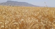 کشاورزان از قیمت گندم رضایت ندارند/ گندم ۱۱ هزار تومانی با چه کیفیتی قرار است وارد شود؟