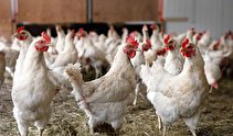 چرا وضعیت مرغ در ایران ملتهب است؟ + فیلم