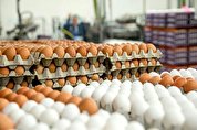 هشدار درباره شرایط زیان آور تولیدکنندگان تخم مرغ/ سناریوی مرغ تکرار نشود