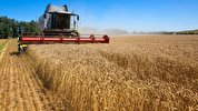 قیمت گندم امروز توسط وزیر کشاورزی اعلام می‌شود
