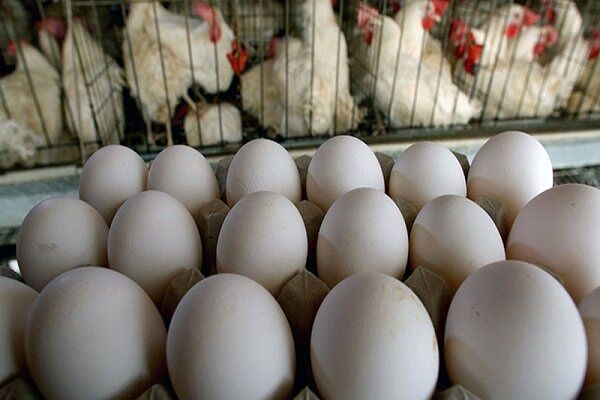 چرا صادرات تخم مرغ ۱۷ برابر شد؟