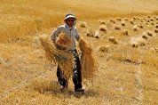 کشاورزان به قیمت گندم معترضند/ چرا وزیر جهاد رسما نرخ را اعلام نمی‌کند؟