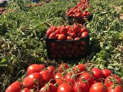شوک ۴۶ درصدی قیمت گوجه فرنگی در آبان ماه ۱۴۰۲+نمودار